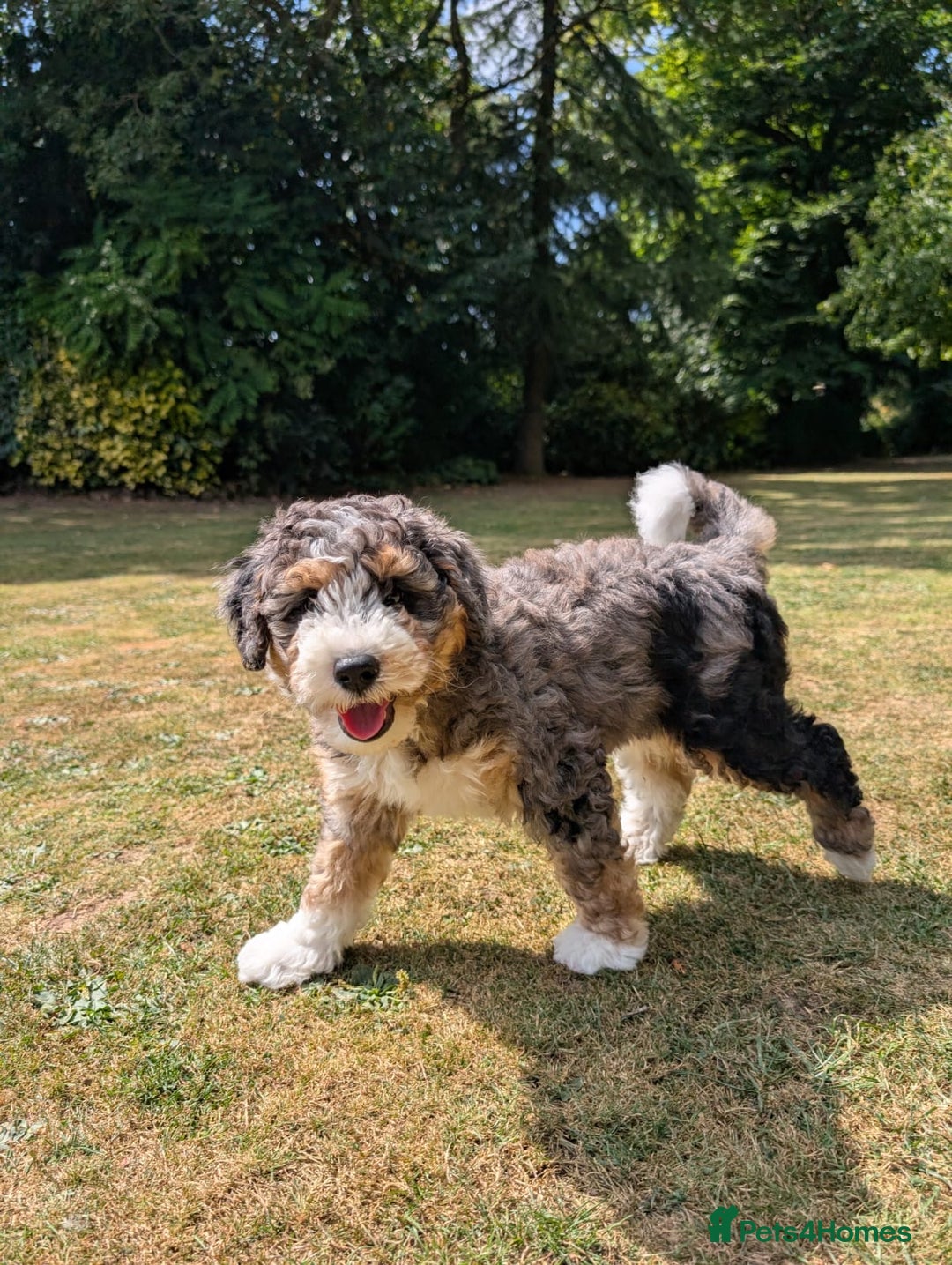 Bernedoodle dogs for sale: Curtabemdoodles Bernedoodles  - Image 2
