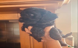 Cavapoo dogs for sale: F1 boys, licensed breeder, health tested parents - Image 7