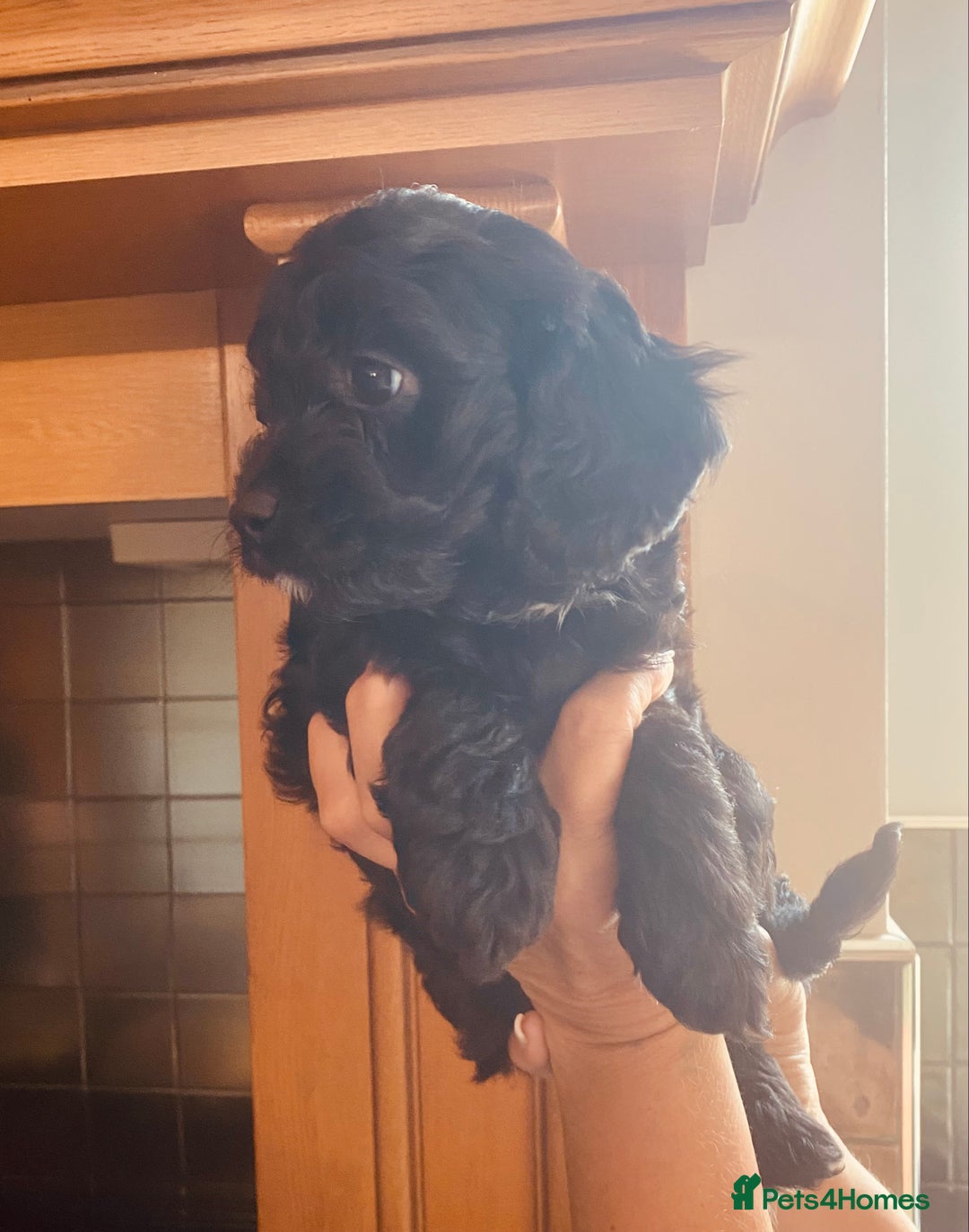 Cavapoo dogs for sale: F1 boys, licensed breeder, health tested parents - Image 7