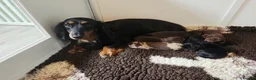 Miniature Dachshund dogs for sale: Stunning KC Registered Longhaired Mini Dachshunds - Advert 3