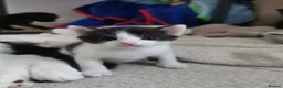 Mixed Breed cats for sale: 3 mixed breed kittens - Advert 4