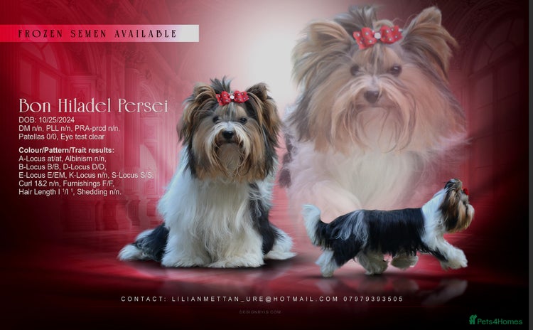 Biewer Terrier dogs - Advert 2