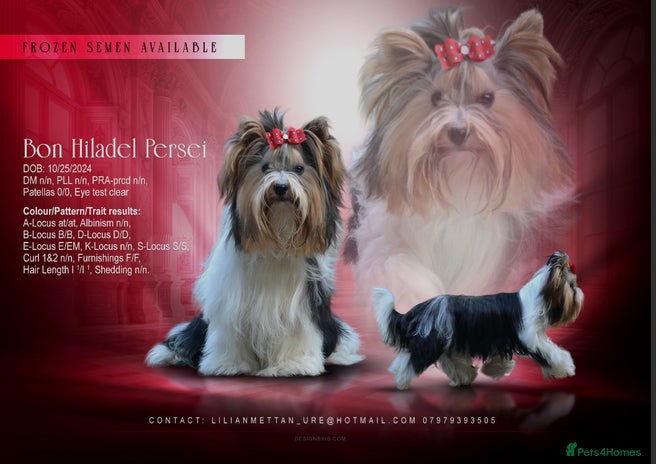 Biewer Terrier dogs - Advert 1