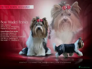Biewer Terrier dogs Bon Hiladel Persei ( FCI Registered) - Advert 1
