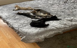 Bengal cats for sale: Adorable Bengal Kitten Loking for new Home  in Hatfield - Image 10