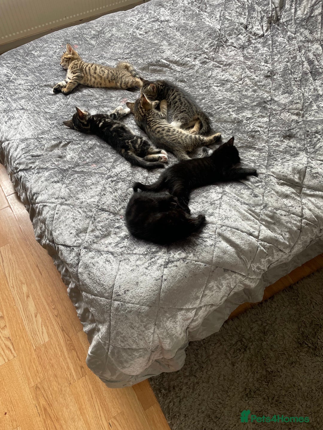 Bengal cats for sale: Adorable Bengal Kitten Loking for new Home  in Hatfield - Image 10