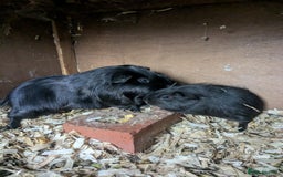 Guinea Pig rodents for sale: Little boy piggies - Image 7