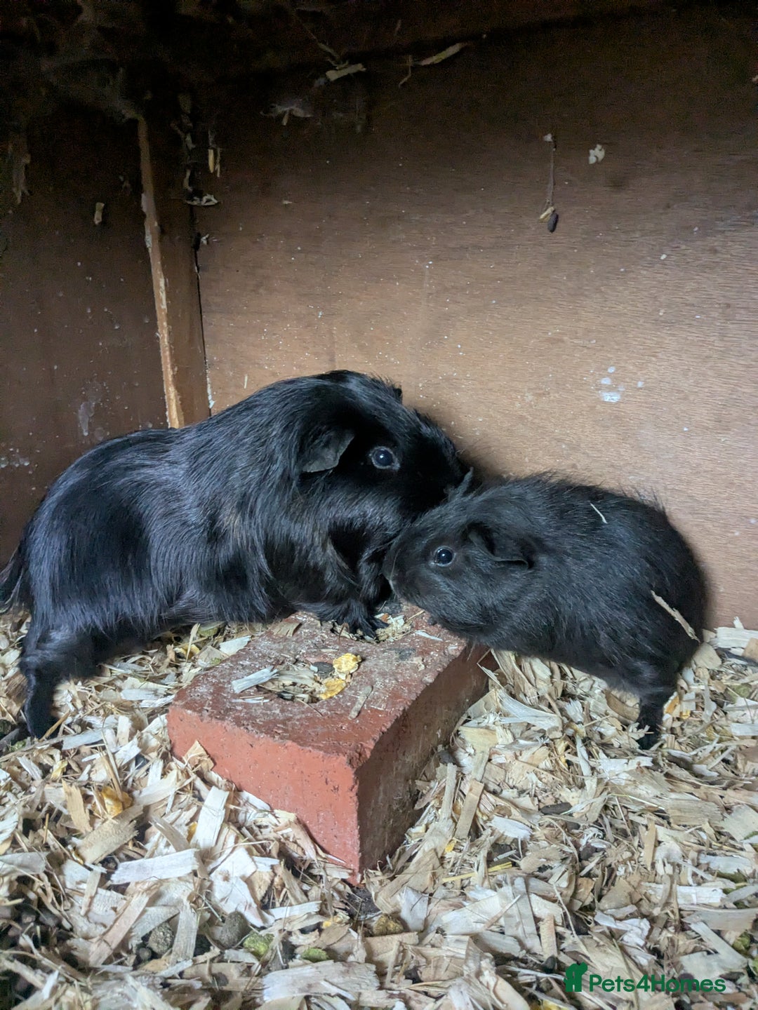 Guinea Pig rodents for sale: Little boy piggies - Image 7