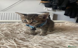 Mixed Breed cats for sale: 7 Half Snow Bengal kittens - Image 11