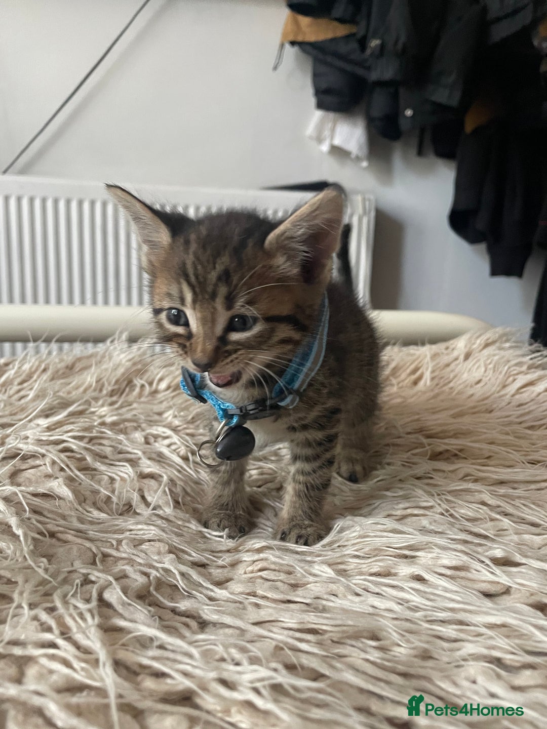 Mixed Breed cats for sale: 7 Half Snow Bengal kittens - Image 11