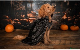 Labradoodle dogs for sale: F1b Miniature Labradoodles  - Image 24