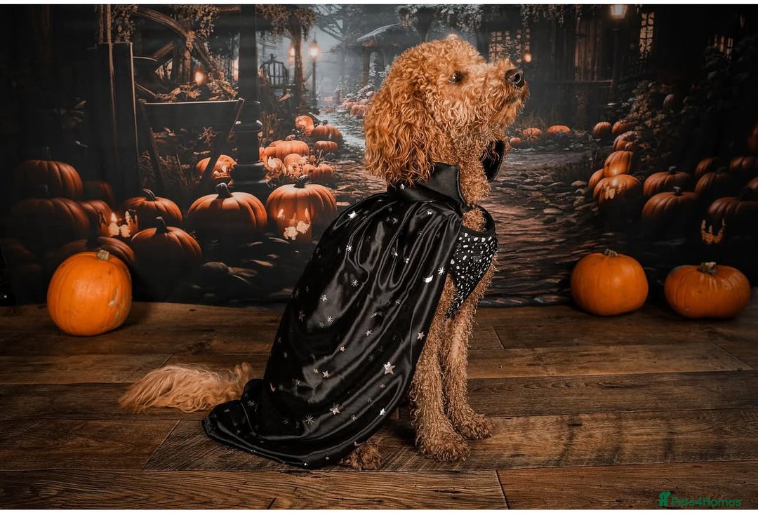 Labradoodle dogs for sale: F1b Miniature Labradoodles  - Image 24