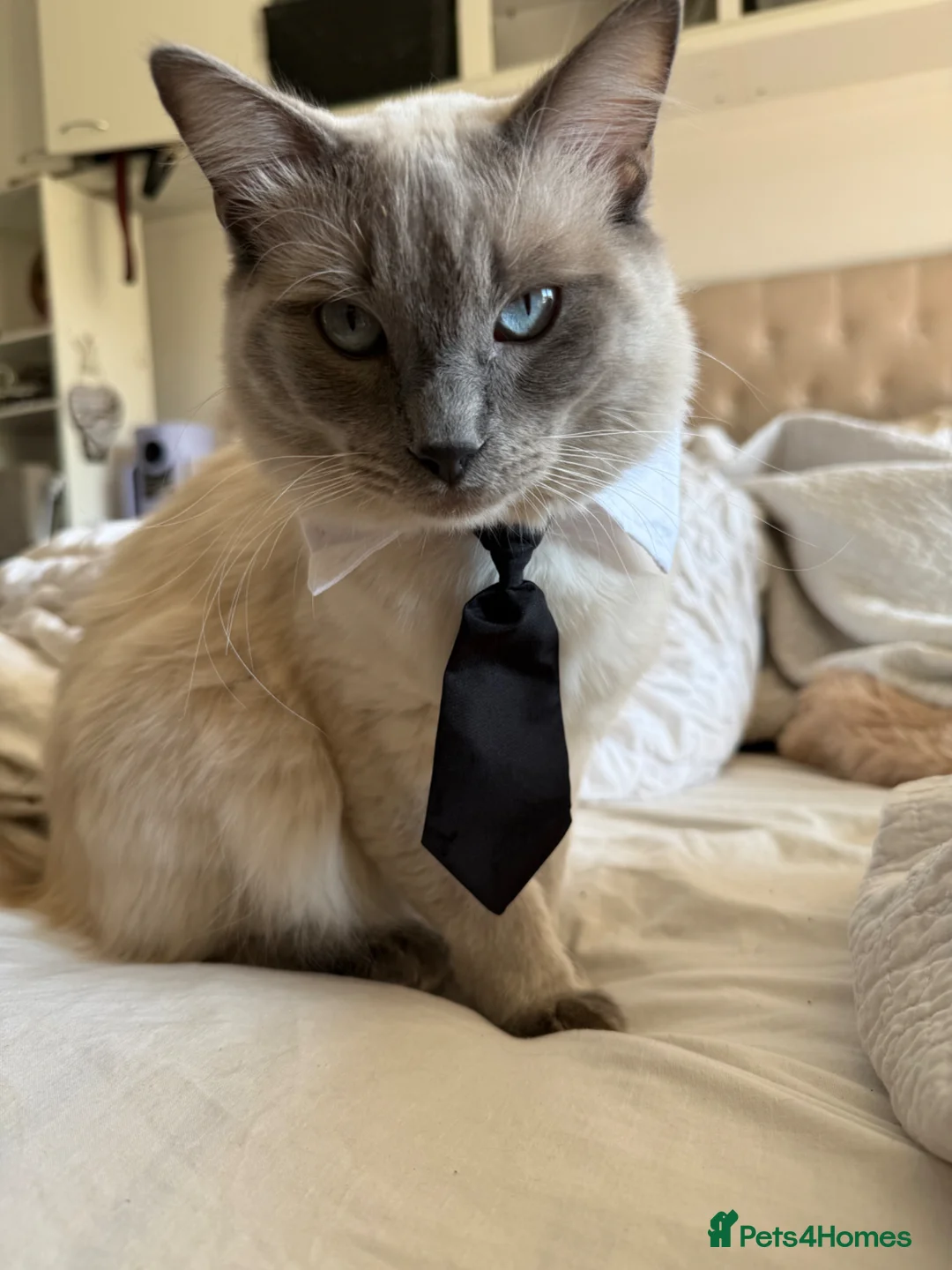 Ragdoll cats for stud: Big boy looking for a queen Ozzy - Advert 1