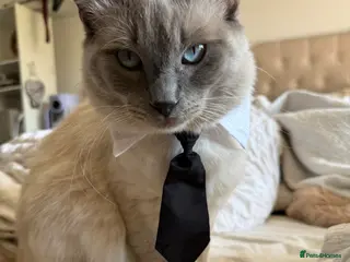 Ragdoll cats Big boy looking for a queen Ozzy - Advert 1