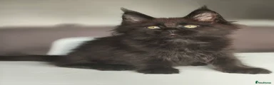 Maine Coon Kitten 5