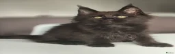 Maine Coon cats for sale: Beautiful Pedigree  Maine Coon Kittens in Livingston - Advert 8