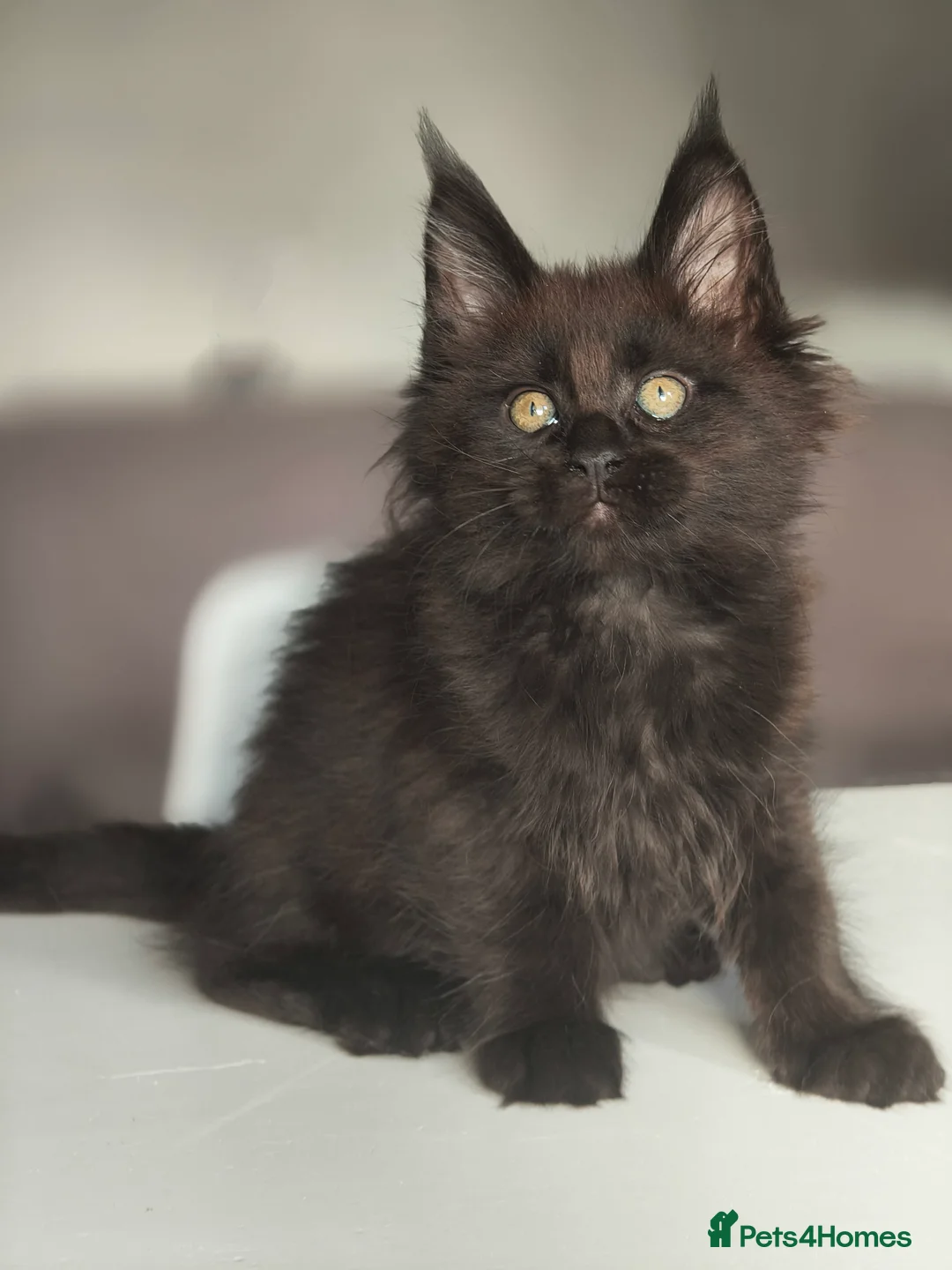 Maine Coon cats for sale: Beautiful Pedigree  Maine Coon Kittens in Livingston - Advert 8