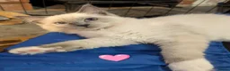 Ragdoll cats for sale: 🩷 GCCF🩷1  BLUE POINT MITTED RAGDOLLS LEFT - Advert 8