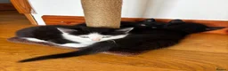 Mixed Breed cats for sale: Kittens for sale in Inverness - Advert 1
