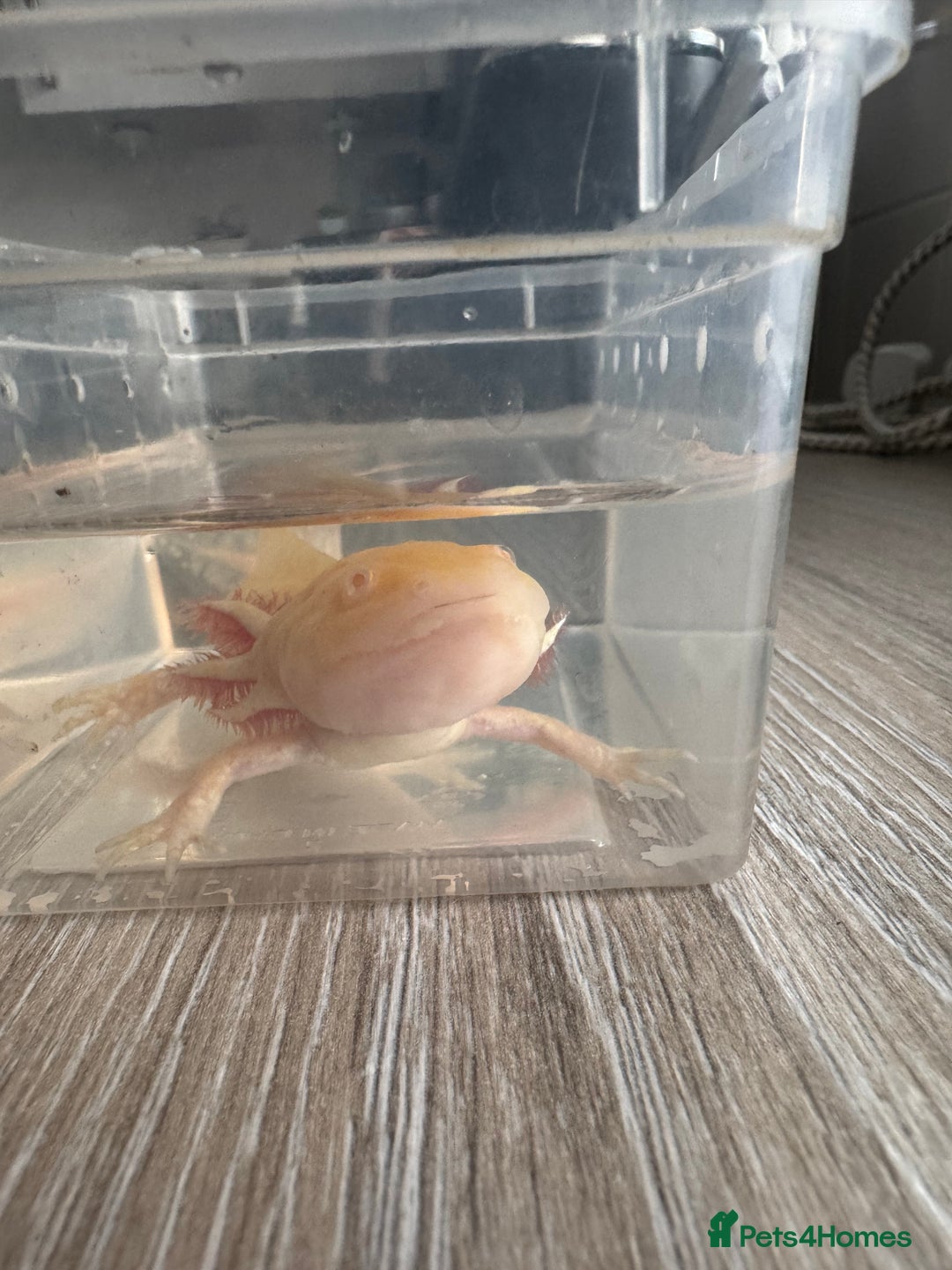 Axolotl reptiles for sale: Golden albino axolotl  - Image 4