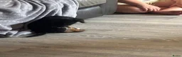 Yorkiepoo dogs for sale: Yorkie poo  - Advert 3