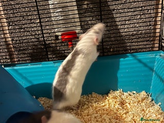 Rat rodents Female Rats - Advert 4