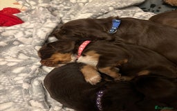 Cocker Spaniel dogs for sale: Beautiful Cocker Spaniel Puppies - Advert 30