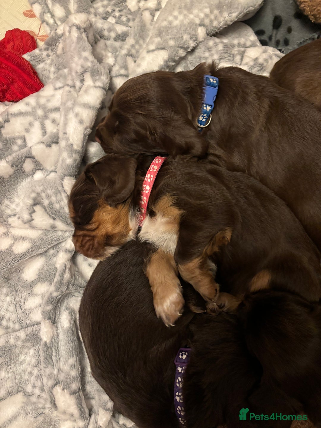 Cocker Spaniel dogs for sale: Beautiful Cocker Spaniel Puppies - Advert 30