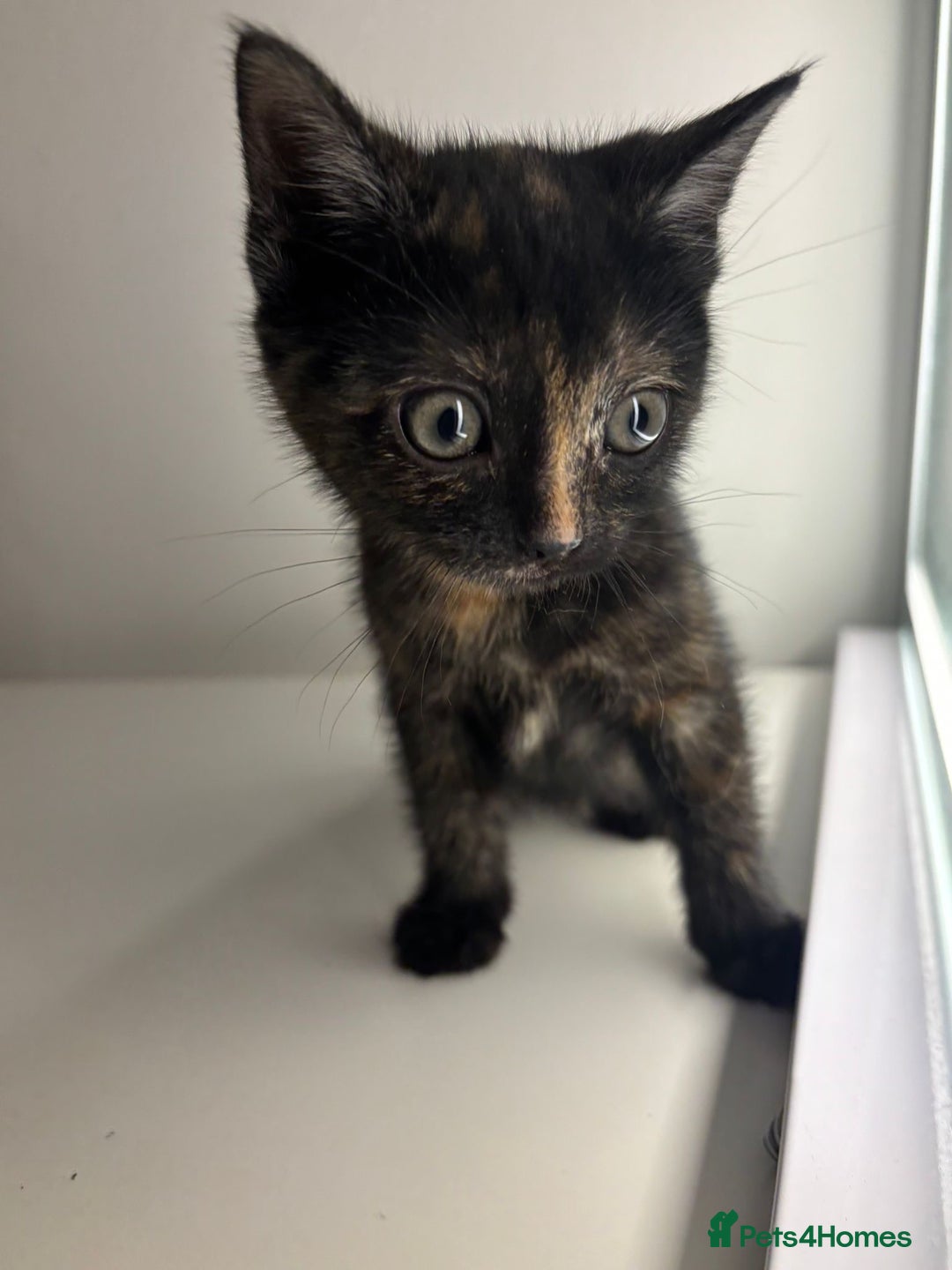 Mixed Breed cats for sale: Kittens for sale - Advert 10