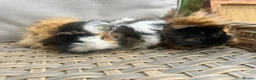 Guinea Pig rodents for sale: 1 left. Pretty baby long haired female guinea pig. - Advert 13