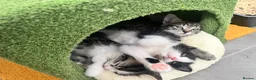 Mixed Breed cats for sale: Ragdoll mix kittens in Sheffield - Advert 11
