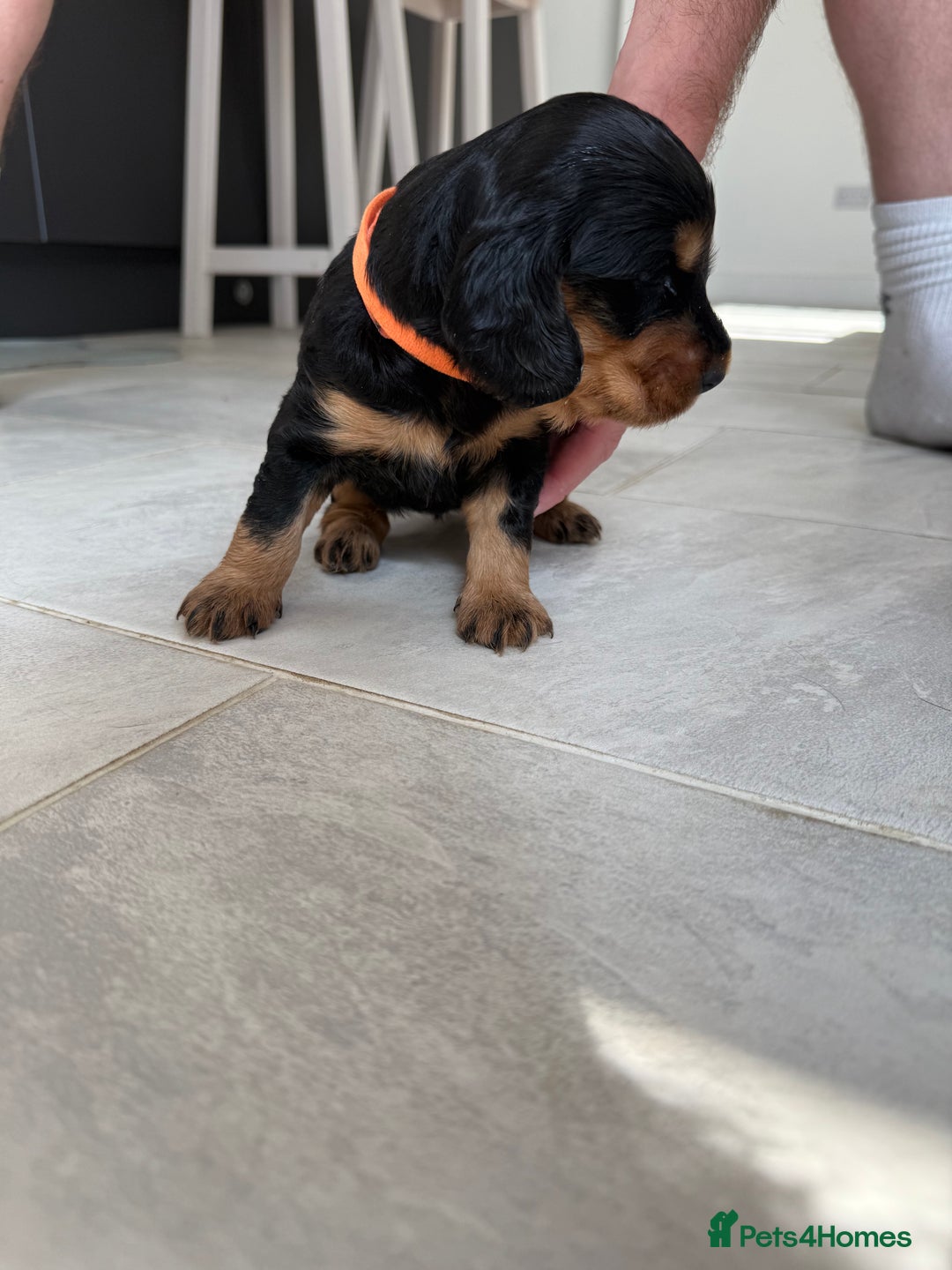 Cocker Spaniel dogs for sale: ****only 2 left****Stunning cocker puppies - Image 21