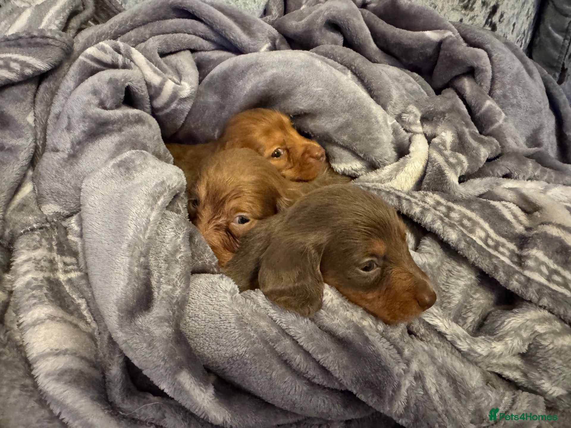 Miniature Dachshund dogs Puppies Long hair miniature dachshund  - Advert 2
