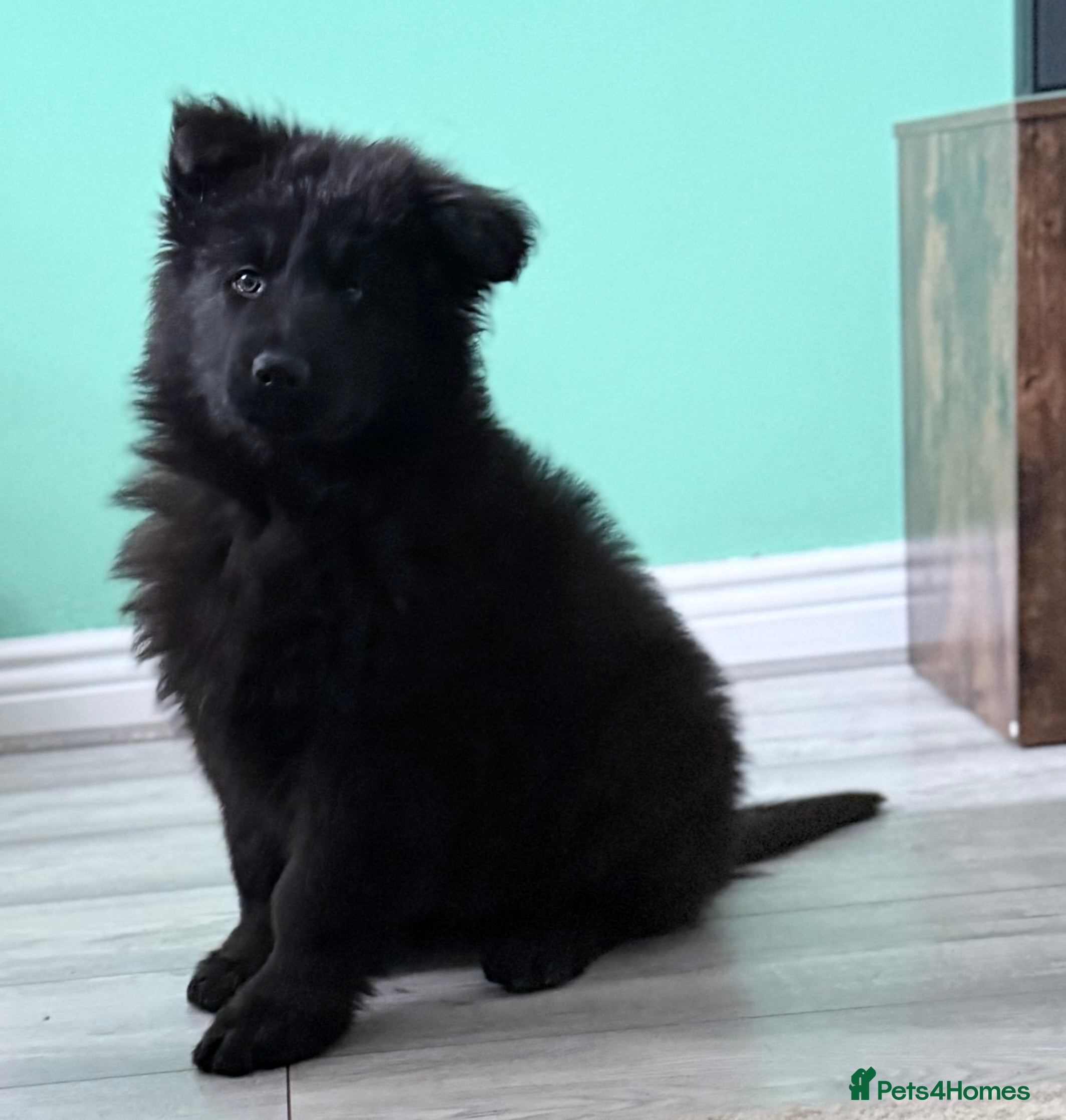 German Shepherd dogs Last one Stunning  KC registered German shepherds  - Advert 5