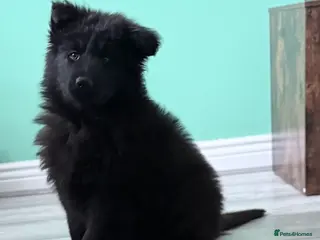 German Shepherd dogs Last one Stunning KC registered German shepherds - Advert 5