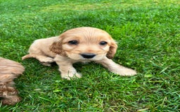 Cocker Spaniel dogs for sale: Show cocker spaniel puppies - Image 4