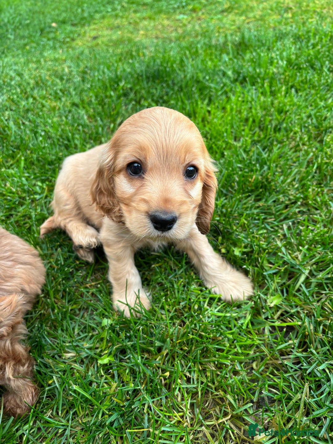 Cocker Spaniel dogs for sale: Show cocker spaniel puppies - Image 4