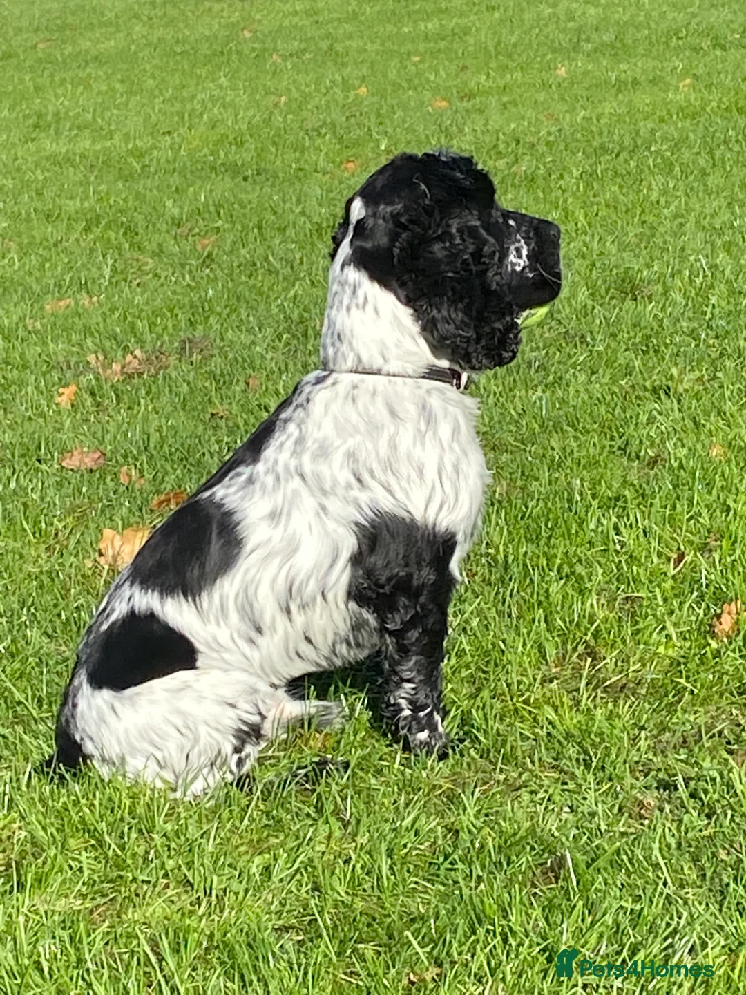 Cocker Spaniel dogs for stud: English cocker spaniel blue roan with pedigree and in Borehamwood - Advert 4