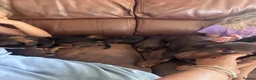 Miniature Dachshund dogs for sale: Beautiful babies  - Advert 9
