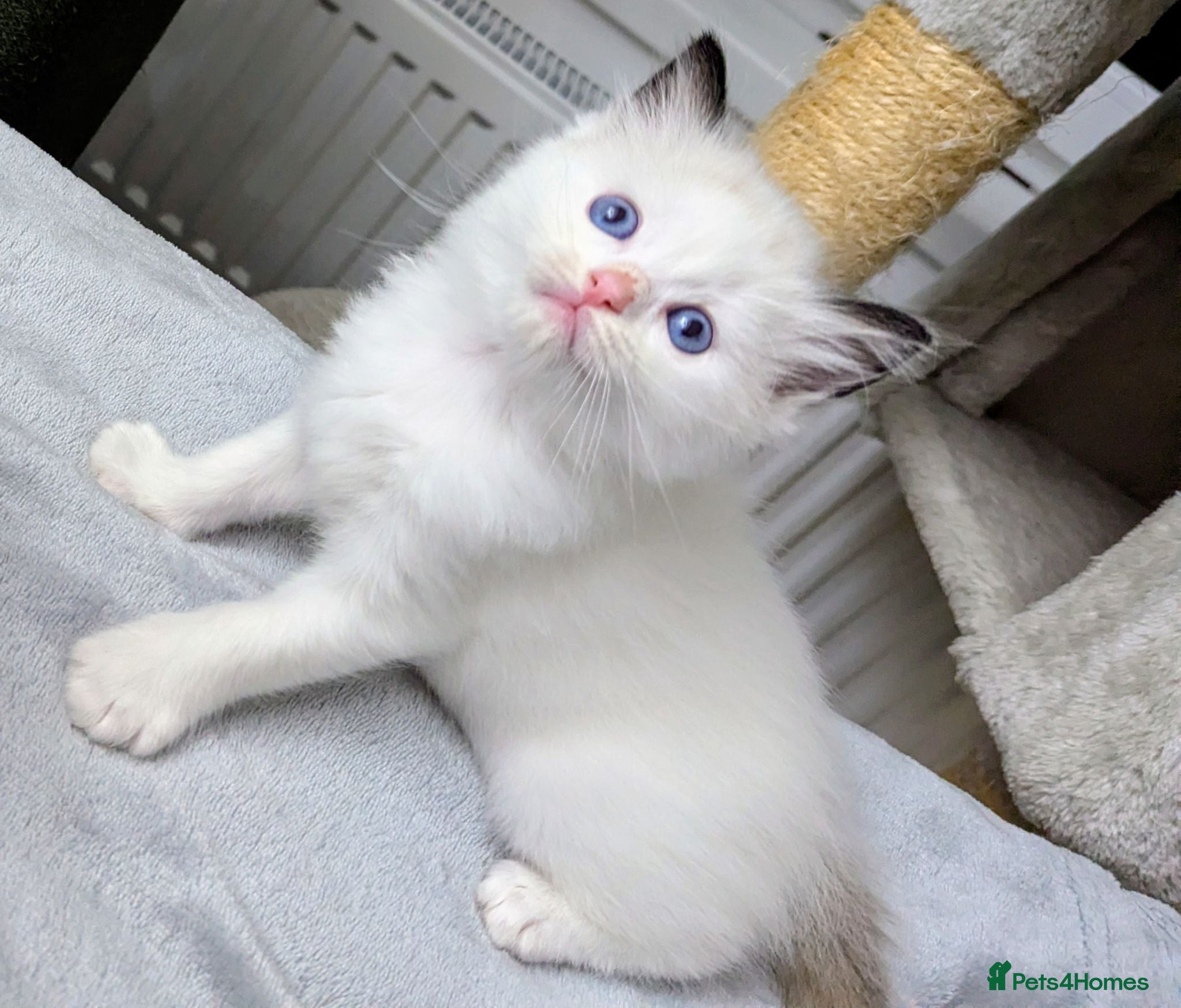 Ragdoll cats Ragdoll Kittens - Advert 13