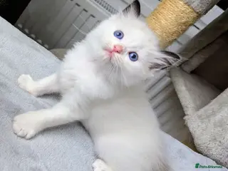 Ragdoll cats Ragdoll Kittens - Advert 13
