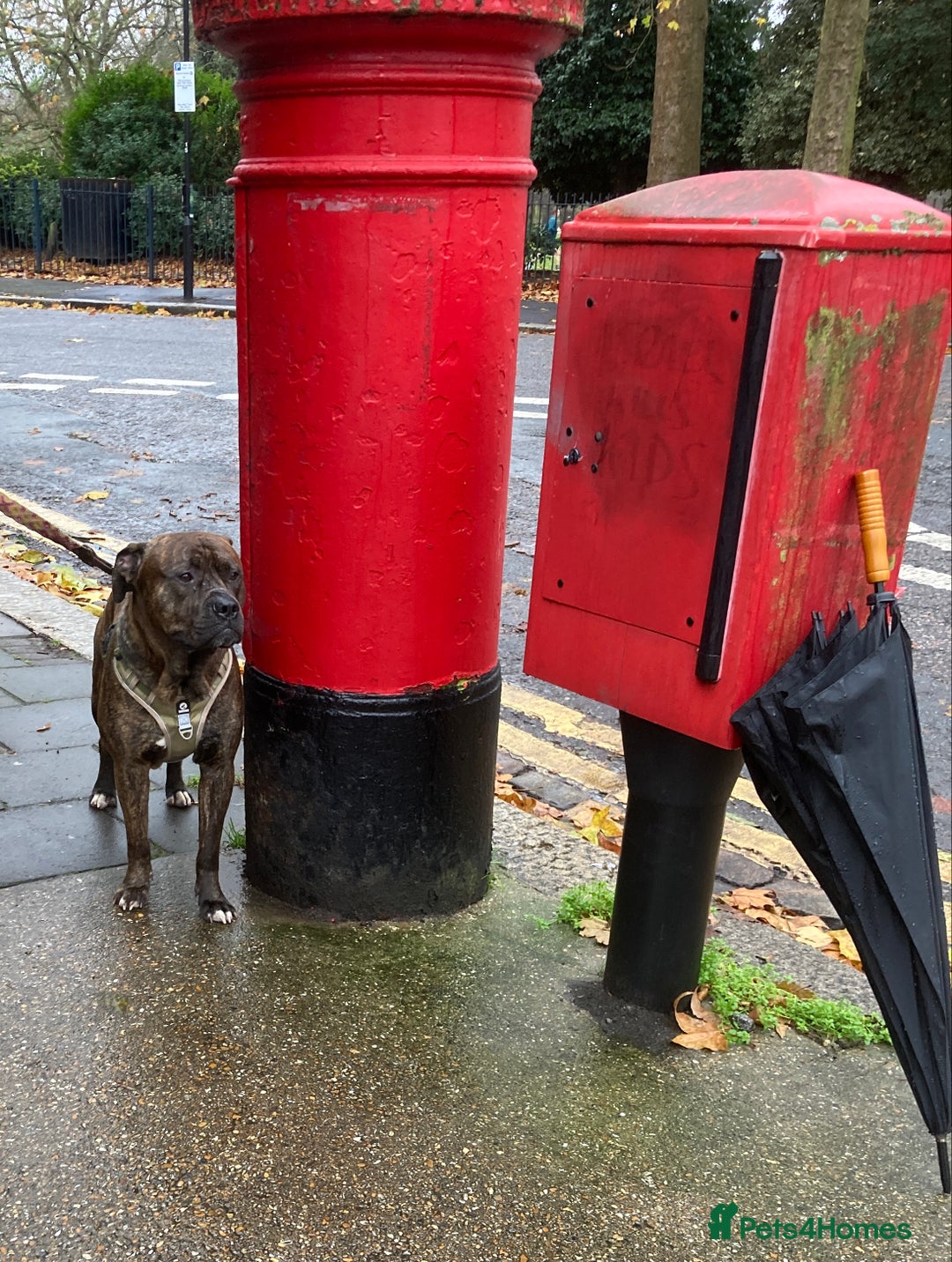 American Bulldog dogs for sale: A loving home needed for an American Bulldog.  - Advert 14
