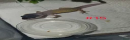Leopard Gecko reptiles for sale: Leopard geckos available  - Advert 9