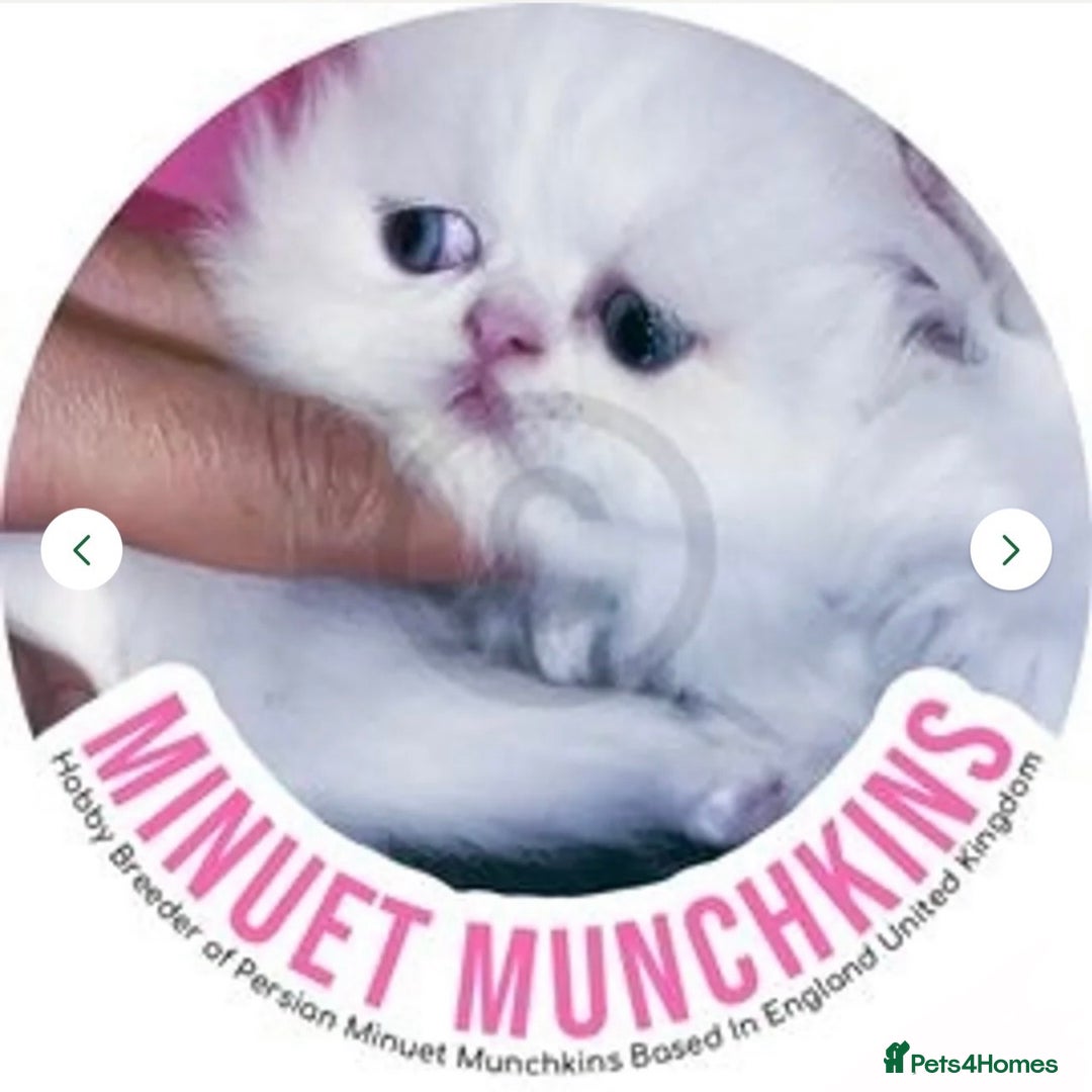 Munchkin cats for sale: White Persian Minuet munchkin blue & odd eyes - Image 2