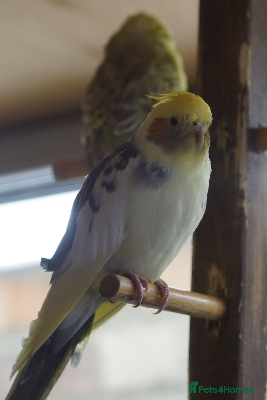 Cockatiels birds for sale: Young Cockatiels - Image 22