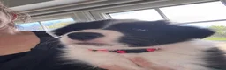 Border Collie dogs for sale: Fluffy male purebred border collie puppies  - Advert 20