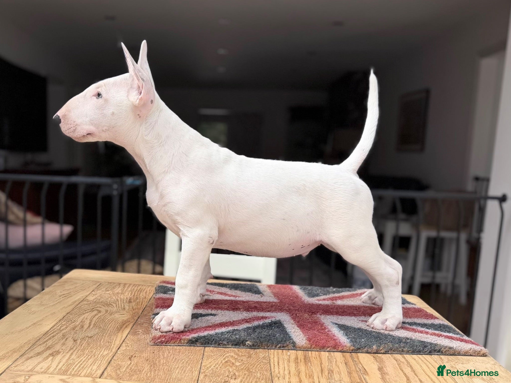 Bull Terrier dogs Healthy, happy, friendly trained 4-mo BT puppy boy - Advert 2