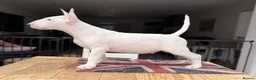 Bull Terrier dogs for sale: Healthy, happy, friendly trained 5-mo BT puppy boy - Advert 4