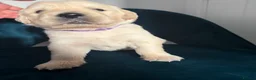 Golden Retriever dogs for sale: Beautiful KC Registered Golden retriever puppies - Advert 10