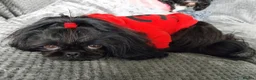 Shih Tzu dogs for stud: Stunning imperial shih-tzu stud - Advert 3